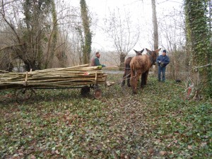 débardage de perches de yourte avec des ânes