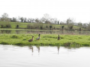 CANARD ET CRUE