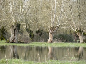 frêne tétard