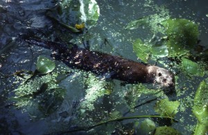 Loutre marais poitevin