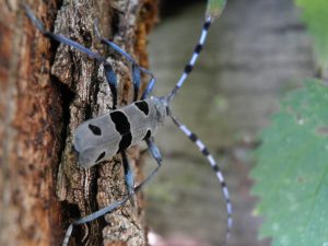 rosalie des alpes sur une écorce à la frenaie
