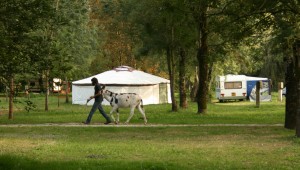 ambiance camping nature