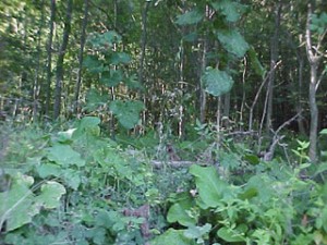 Quel devenir pour le Marais, la friche ?