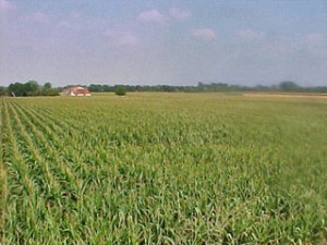 Quel devenir pour le Marais, le maïs ?