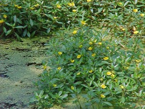Fleur de jussie
