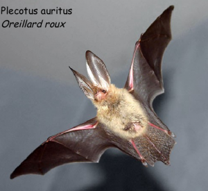 Nuit de la chauve souris