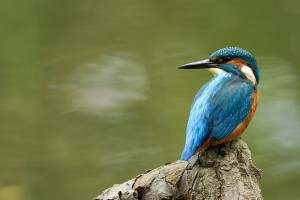 Martin-pêcheur d'Europe. Famille des Alcédinidés. Ordre : Coraciiformes
