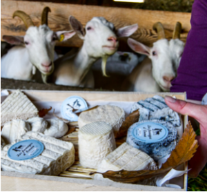 chèvre