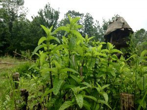 menthe