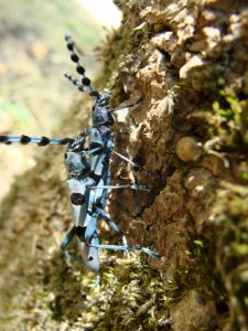 rosalia alpina