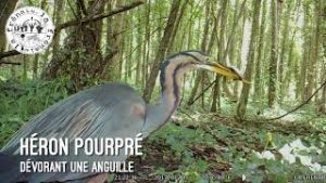 heron pourpré